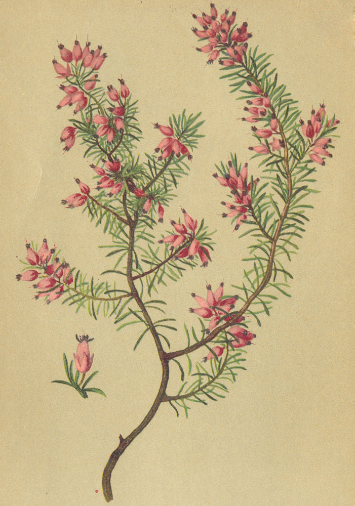 ALPENFLORA ALPINE FLOWERS. Erica carnea L-Rosenheide 1897 old antique print